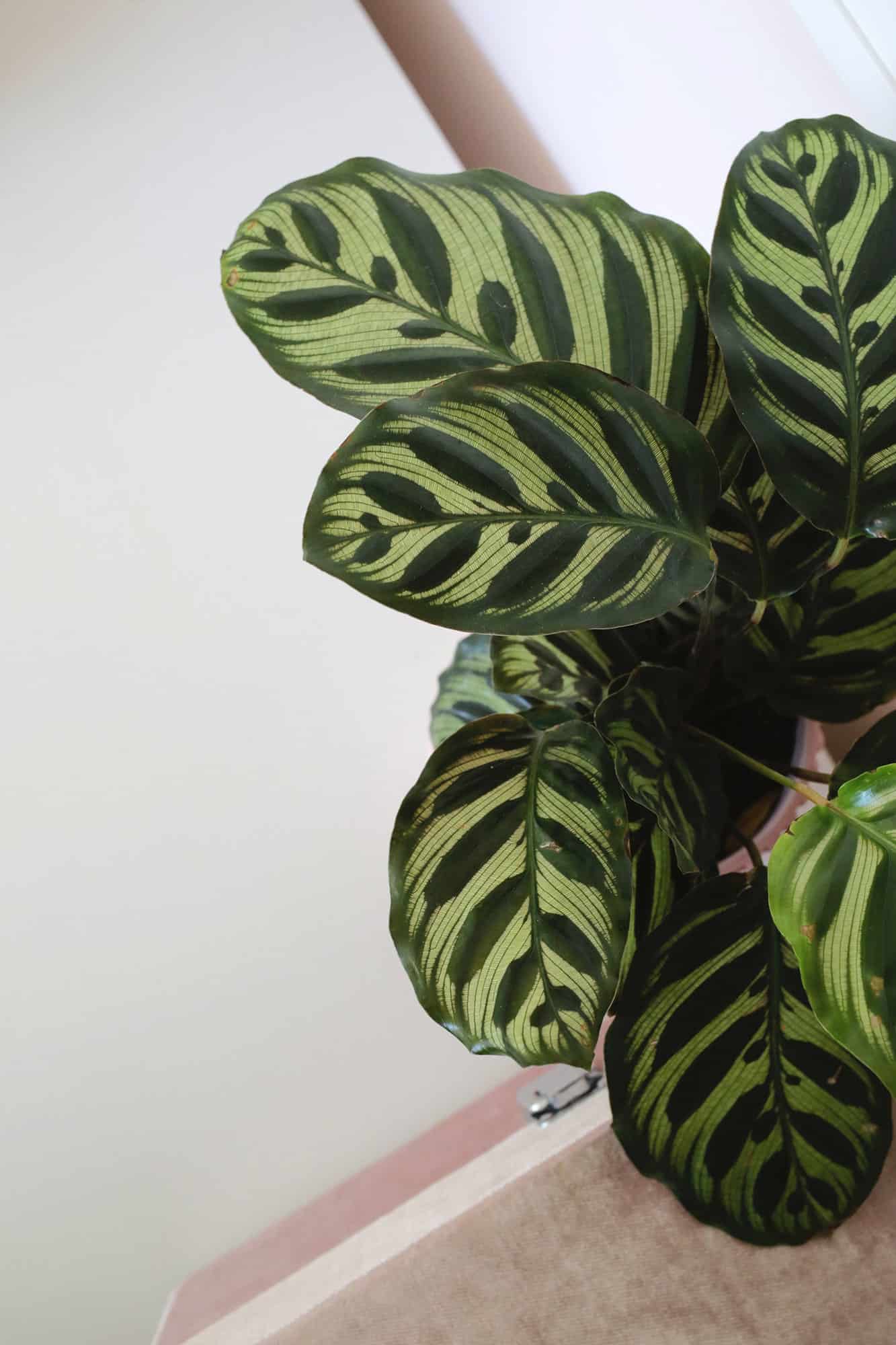 How to Care for Calathea Plants – craftez